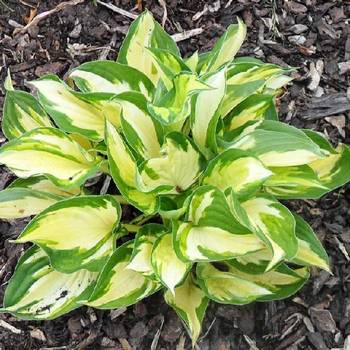 Хоста Hosta ‘Morning Light’